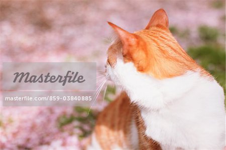 Chat et pétales de cerisiers en fleurs