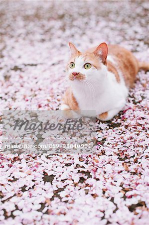 Cat and Petals of Cherry blossom