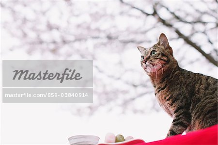 Cat enjoying Hanami