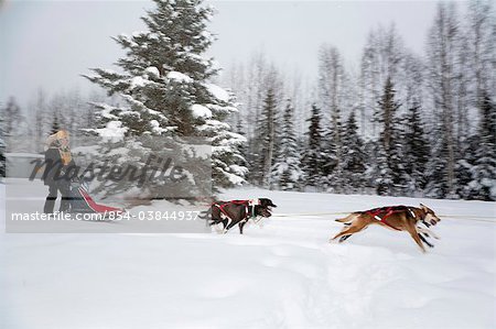 Musher races in the 2010 Exxon Open Sled Dog Race, Tozier Track Anchorage, Southcentral Alaska, Winter