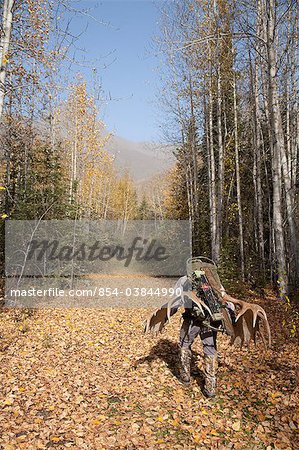 Porte de hunter bow mâle un bois d'orignal 54 ""rack sur son sac à dos comme il randonnées hors de la zone de chasse, région du lac Eklutna, automne Park, centre-sud de l'Alaska, l'état Chugach