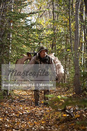 Porte de hunter bow mâle un bois d'orignal 54 ""rack sur son sac à dos comme il randonnées hors de la zone de chasse, région du lac Eklutna, automne Park, centre-sud de l'Alaska, l'état Chugach