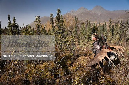 Male bow hunter in camouflage carries a 54" moose antler rack on his backpack as he hikes out of hunt area, Eklutna Lake area, Chugach State Park, Southcentral Alaska, Autumn