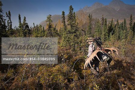 Male bow hunter in camouflage carries a 54" moose antler rack on his backpack as he hikes out of hunt area, Eklutna Lake area, Chugach State Park, Southcentral Alaska, Autumn