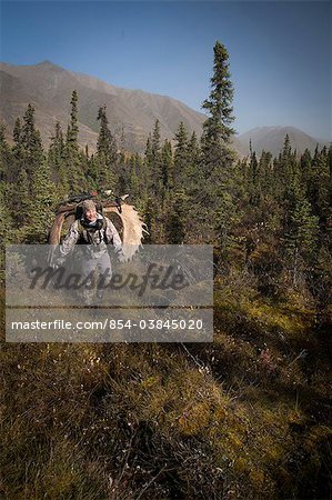 Male bow hunter in camouflage carries a 54" moose antler rack on his backpack as he hikes out of hunt area, Eklutna Lake area, Chugach State Park, Southcentral Alaska, Autumn