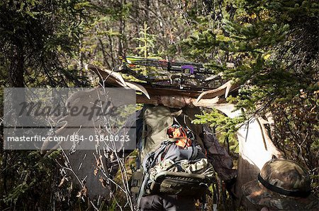 Bow hunter muscles his way through a dense Black Spruce forest carrying a backpack with a 54" moose rack attached, Eklutna Lake area, Chugach State Park, Southcentral Alaska, Autumn