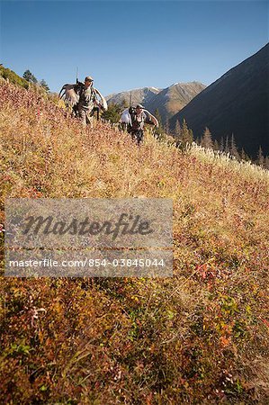 Two male moose hunters carry their trophy moose antlers as they hike out from his hunt in the Bird Creek drainage area, Chugach National Forest, Chugach Mountains, Southcentral Alaska, Autumn