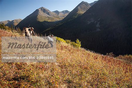 Two male moose hunters carry their trophy moose antlers as they hike out from his hunt in the Bird Creek drainage area, Chugach National Forest, Chugach Mountains, Southcentral Alaska, Autumn