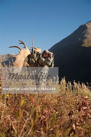 Male moose hunter stops to glass the area with binoculars as he hikes out of hunt area with trophy moose antler on his pack, Bird Creek drainage area, Chugach Mountains, Chugach National Forest, Southcentral Alaska, Autumn