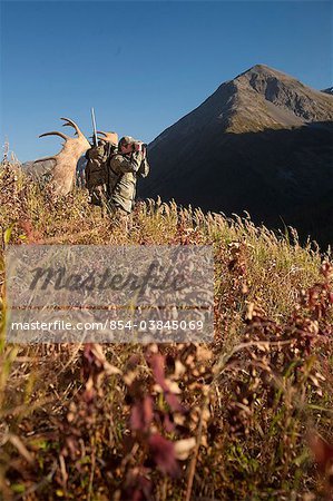 Male moose hunter stops to glass the area with binoculars as he hikes out of hunt area with trophy moose antler on his pack, Bird Creek drainage area, Chugach Mountains, Chugach National Forest, Southcentral Alaska, Autumn