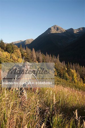 Chasse à l'orignal mâle randonnées hors de la zone de chasse avec des bois d'orignal trophée sur son sac, oiseau Creek bassin versant, les montagnes Chugach, forêt nationale de Chugach, centre-sud de l'Alaska, automne