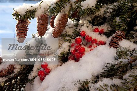 Gros plan des baies de sureau rouge et cônes sur l'arbre enneigé, Alaska, hiver