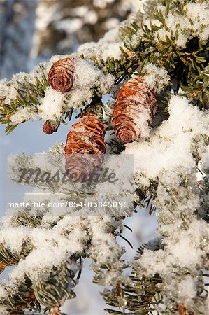 Close up of Red Elderberries and cones on snow-covered evergreen tree, Alaska, Winter