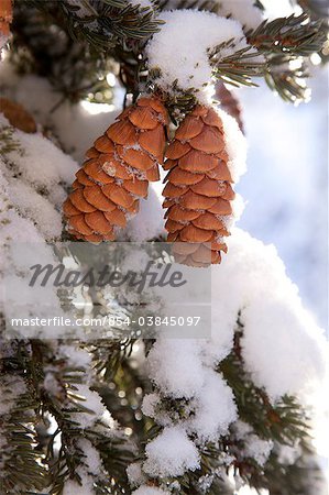 Nahaufnahme von roten Holunder und Kegel auf verschneite immergrünen Baum, Alaska, Winter