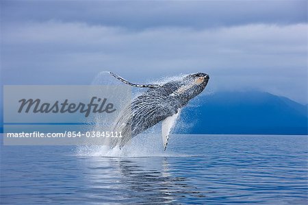 A Humpback whale breaches along the shoreline of Chichagof Island in Chatham Strait, Inside Passage, Tongass National Forest, Admiralty Island, Southeast Alaska, Summer. COMPOSITE