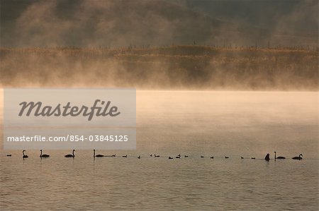 Cygnes trompettes se nourrissent un matin brumeux au lac de Dezadesh près de l'autoroute de l'Alaska, du Yukon territoire, Canada, automne