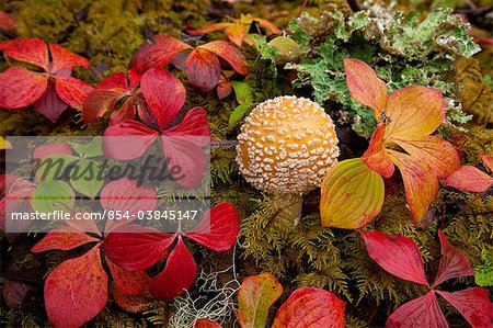 Close up of Dwarf Dogwood and a mushroom on the understory of the Tongass National Forest, Southeast Alaska, Autumn