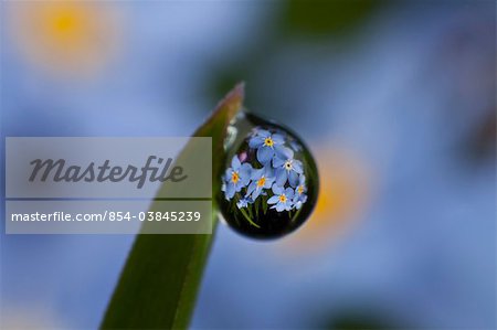 Macro view of Forget Me Not blossoms reflected in a dew drop, Alaska