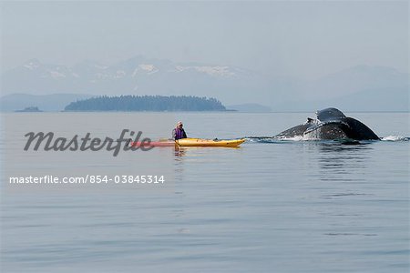 Humpback whale surfaces near a woman sea kayaker in Frederick Sound, Inside Passage, Southeast Alaska, Summer