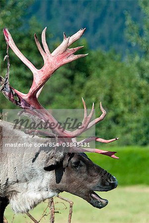 Voir le profil:: un taureau Caribou des toundras de velours délestage de bois, centre de Conservation de la faune de l'Alaska, l'Alaska Centre-Sud, l'été. En captivité
