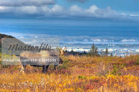 Scenic view of a bull moose in rut near Powerline Pass in  Chugach State Park with the city of Anchorage in the backgound, Southcentral Alaska, Fall, HDR image.