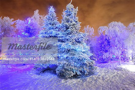 View of frosted Spruce tree covered in blue holiday lights, Anchorage, Southcentral Alaska, Winter, HDR image.