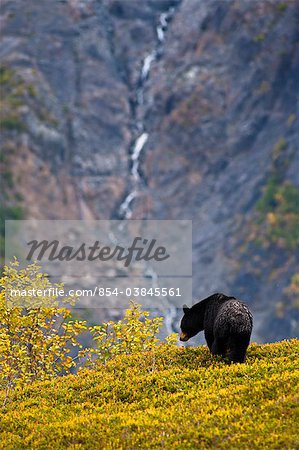 A black bear foraging for berries on a hillside near the Harding Icefield Trail near Exit Glacier, Kenai Fjords National Park, Seward, Southcentral Alaska, Autumn