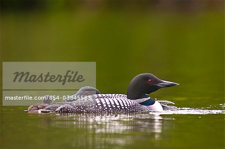 Close up of two Common loons swimming with their chick on Beach Lake, Chugach State Park, Southcentral Alaska, Summer