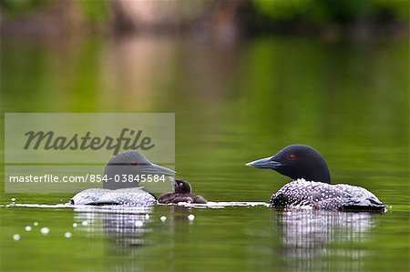 Close up view of two Common Loons feeding their chick on Beach Lake, Chugach State Park, Southcentral Alaska, Summer