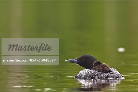 Common loon swimming with its chick on its back, Beach Lake, Chugach State Park, Southcentral Alaska, Summer