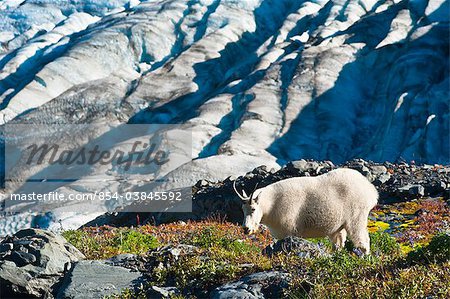 View of a mountain goat grazing on plants near Harding Icefield Trail with Exit Glacier in the background, Kenai Fjords National Park near Seward, Kenai Peninsula, Southcentral Alaska, Summer