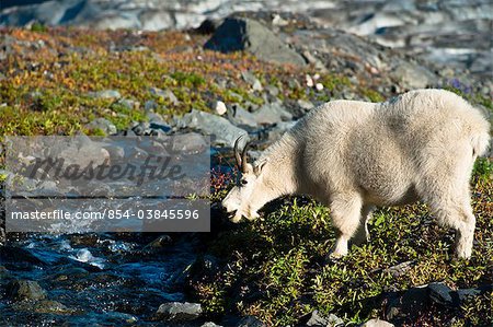 View of a mountain goat grazing on plants next to a stream near Harding Icefield Trail with Exit Glacier in the background,  Kenai Fjords National Park near Seward, Kenai Peninsula, Southcentral Alaska, Summer