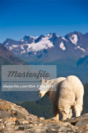 Vue d'un jeune billy goat, debout sur une crête de montagne près de Glacier Exit et Harding Icefield sentier avec les montagnes Chugach à l'arrière-plan, le Parc National de Kenai Fjords près de Seward, la péninsule de Kenai, centre-sud de l'Alaska, l'été