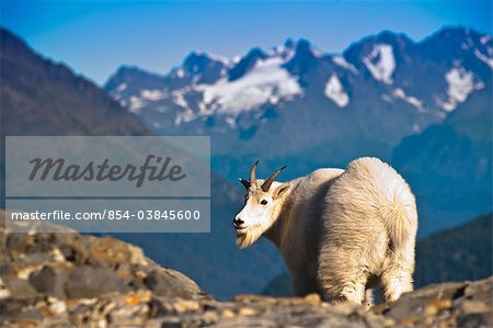 View of a young billy goat standing on a mountain ridge near Exit Glacier and Harding Icefield Trail with Chugach Mountains in the background, Kenai Fjords National Park near Seward, Kenai Peninsula, Southcentral Alaska, Summer