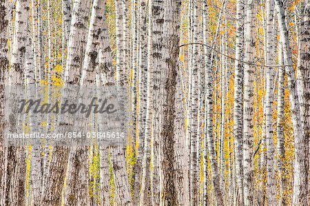 Gros plan d'un peuplier forêt en automne crée un modèle naturel, Kantishna, parc national de Denali et Preserve, intérieur en Alaska, automne. HDR