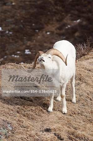 Dall Sheep ram opens mouth to expose teeth to test the scent of nearby females during the Fall rut, Denali National Park and Preserve, Interior Alaska, Spring