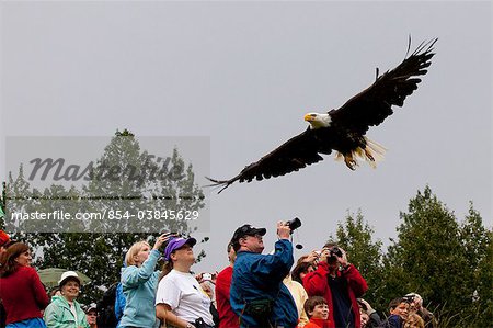 A Bald eagle just released by Mayor Dan Sullivan soars over a crowd of spectators as it takes off during Bird TLC's Fall Festival, Anchorage, Southcentral Alaska, Autumn