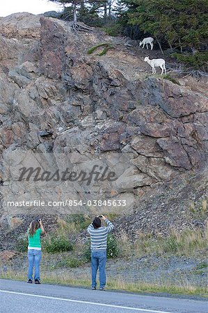 Tourists photograph a Dall sheep ewe and lamb in the rocks at the side of the Seward Highway, Southcentral Alaska, Summer