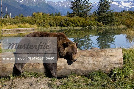 A captive female grizzly lies draped over a log with a pond and mountains in the background, Alaska Wildlife Conservation Center, Southcentral Alaska, Summer. Captive