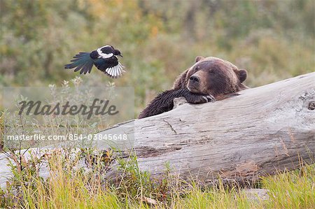 An adult grizzly bear lies on a log and watches a Black-billed magpie flying a few feet away from its face, Alaska Wildlife Conservation Center, Southcentral Alaska, Autumn. Captive