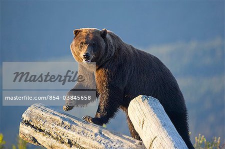 Un ours brun en captivité se dresse sur une pile de journaux en fin d'après-midi au centre de Conservation de la faune de l'Alaska, centre-sud de l'Alaska, l'été. En captivité