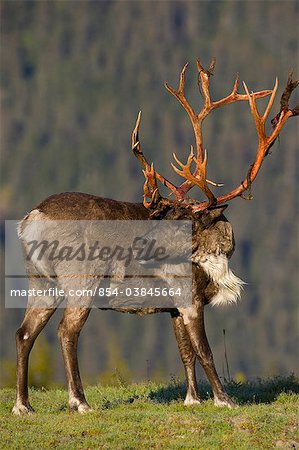 Profile of a bull Caribou walking in grass on a sunny day at Alaska Wildlife Conservation Center, Southcentral Alaska, Summer. Captive