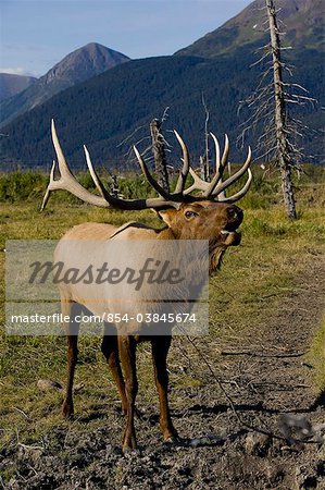 Close up view of a Rocky Mountain bull elk bugling during the Autumn rut at the Alaska Wildlife Conservation Center near Portage, Southcentral Alaska. CAPTIVE