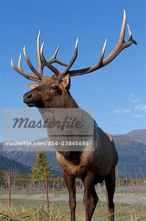 Portrait of a Rocky Mountain bull elk at the Alaska Wildlife Conservation Center near Portage, Southcentral Alaska, Autumn. CAPTIVE