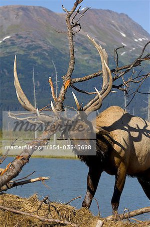 An adult Roosevelt bull elk thrashes a tree with his antlers during the Autumn rut, Alaska Wildlife Conservation Center near Portage, Southcentral Alaska. CAPTIVE