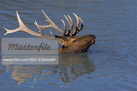 An adult Roosevelt bull elk swims across a pond with his head and antlers above water at the Alaska Wildlife Conservation Center near Portage, Southcentral Alaska, Autumn. CAPTIVE