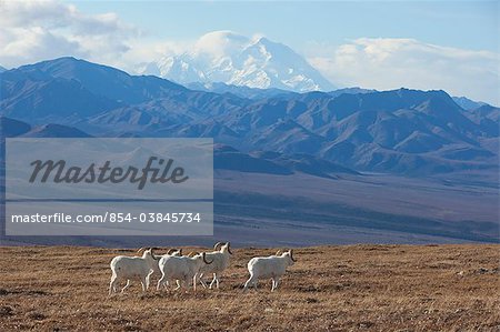 Band of Dall sheep ram standing and grazing in a high mountain meadow with Mt. McKinley in the background, Interior Alaska, Autumn
