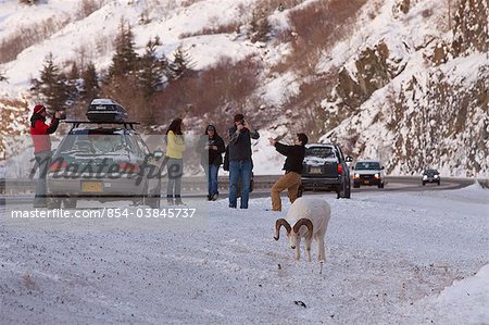 People stop along the Seward Highway to photograph a ram Dall sheep along the road, Turnagain Arm, Southcentral Alaska, Winter