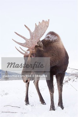 Erwachsene Bull Moose stehen auf verschneiten Boden, Alaska Wildlife Conservation Center, South Central Alaska, Winter. IN GEFANGENSCHAFT