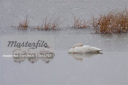 An adult Tundra Swan and three juvenile Swans sleep in a pond during a snow storm near Girdwood, Southcentral Alaska, Autumn
